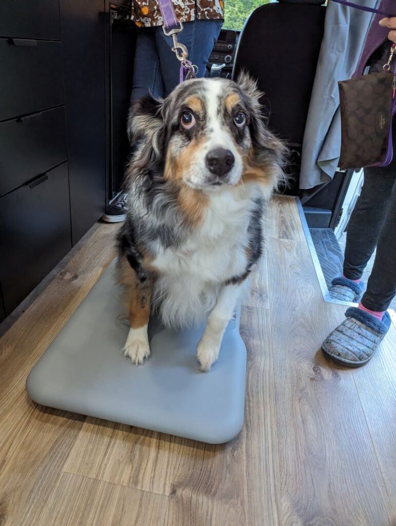 Dog standing on scale